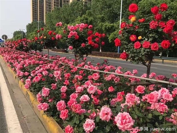 園林常用耐旱植物有哪些？園林人推薦的苗木(圖1)