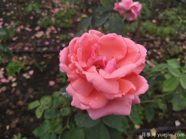 春季花卉月季出現(xiàn)的這些病蟲害，要及時(shí)處理(圖1)