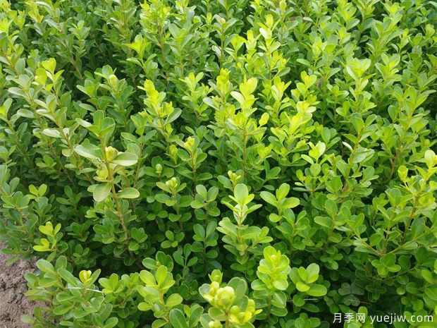 常綠苗木移栽的6個(gè)注意事項(xiàng)(圖1)