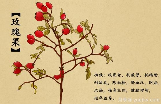 什么是玫瑰果？玫瑰果9大功效作用(圖1)
