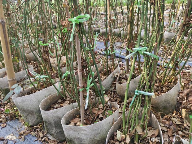 藤本月季批發(fā)基地，3月1.8米高爬藤價格(圖2)