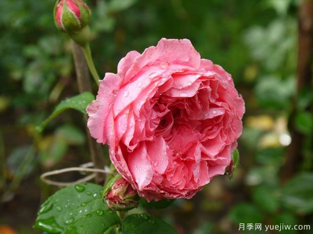 婦女樂(lè)園月季(圖1)