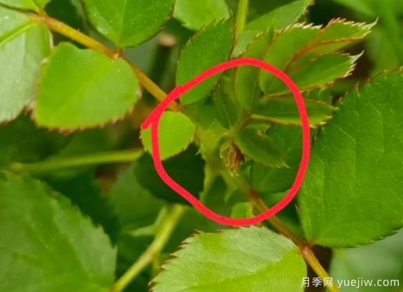 月季盲芽的識別與原因，要不要抹芽？(圖1)