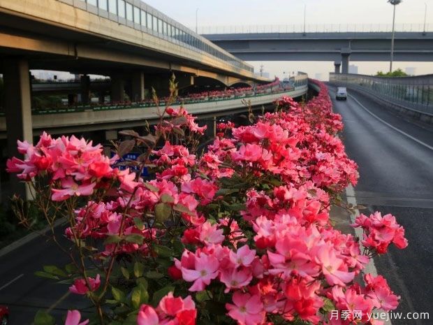 30萬株新品種，杭州高架月季會帶來什么樣的驚喜？(圖1)