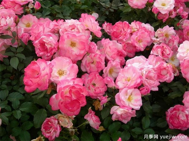 藤本櫻霞月季到底值不值得入手？(圖1)