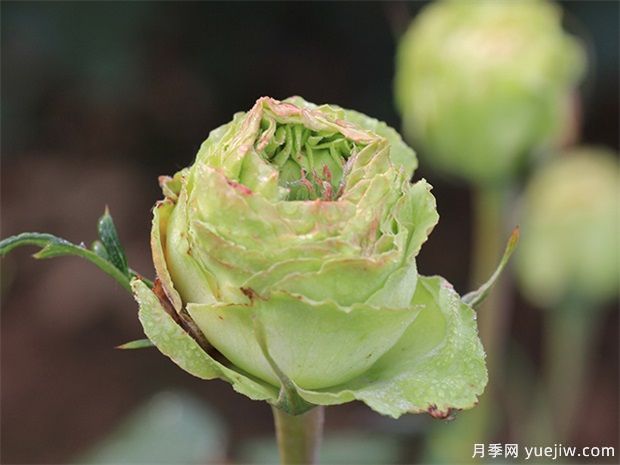 神秘清新脫俗超仙，推薦6種綠色月季品種(圖1)