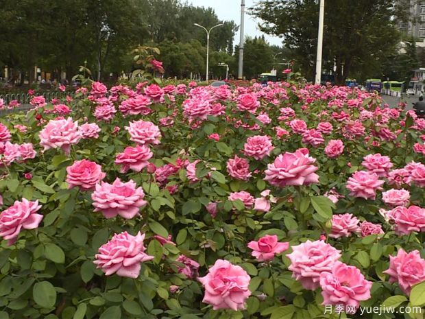 淮安市花美麗綻放，滿城月季處處芬芳(圖1)