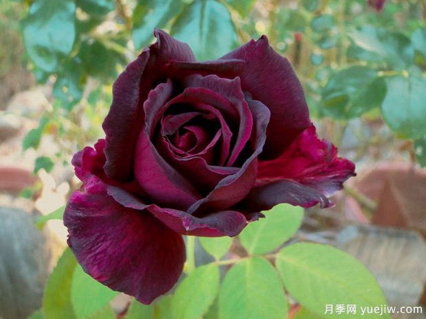 推薦15個(gè)黑色月季品種，高貴神秘有個(gè)性(圖3)
