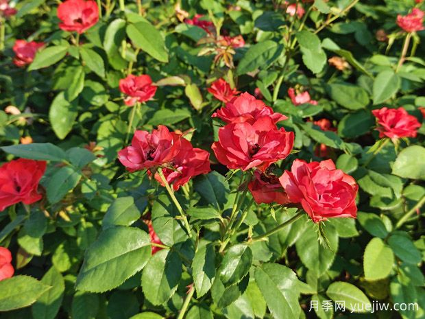 北京紅豐花月季大杯和中杯盆栽供應(yīng)采購(gòu)(圖3)