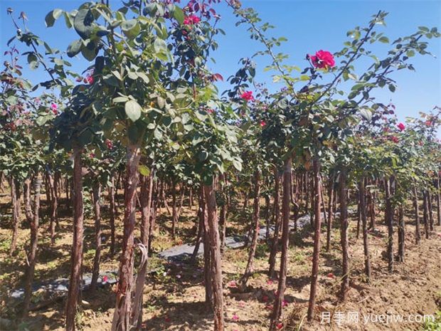 秋季花木移栽時間和注意措施有哪些？(圖1)
