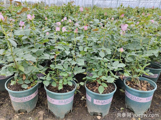 秋季修剪后做好這3個(gè)管理，月季秋花開得好(圖1)