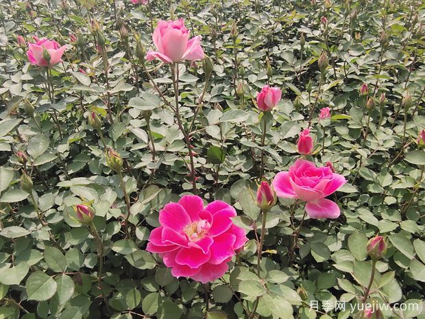 月季花是澆水死的嗎？掌握正確的澆水姿勢(圖1)