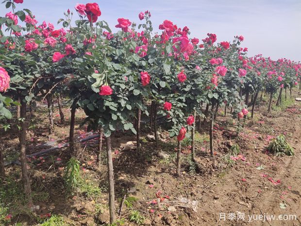 栽植兩年后的樹狀月季出現(xiàn)葉小枯枝怎么辦？(圖1)