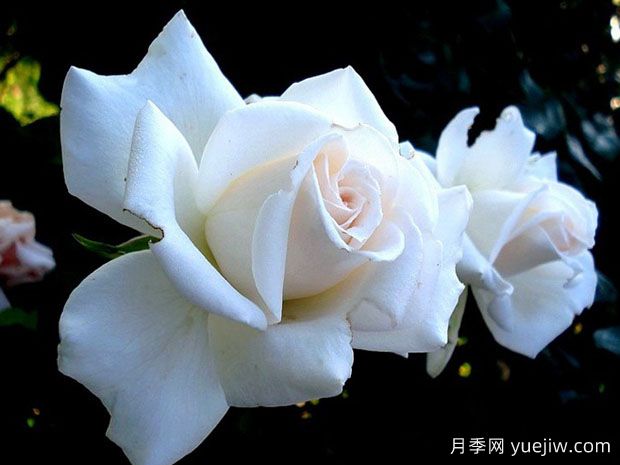 管弦樂(lè)隊(duì)月季(圖1)
