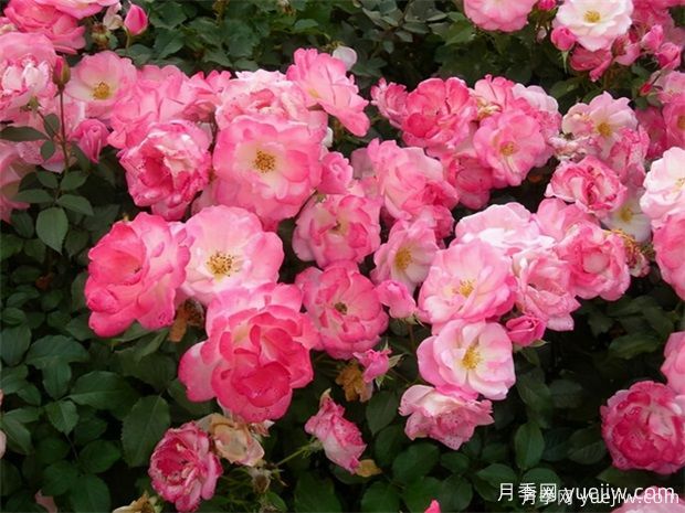 4種月季花量大生長(zhǎng)快，適合打造藤本花墻拱門，新手也能養(yǎng)好(圖3)