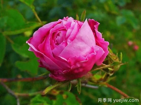 大馬士革玫瑰是玫瑰嗎？不是，甚至也不是月季！(圖3)