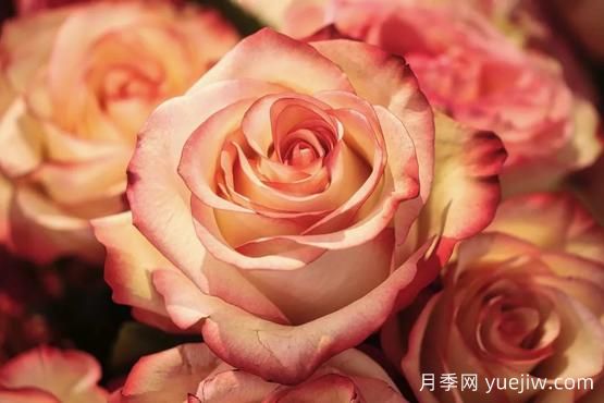 大馬士革玫瑰是玫瑰嗎？不是，甚至也不是月季！(圖2)