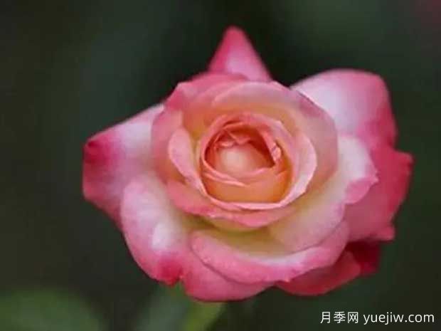 天國(guó)鐘聲月季的優(yōu)缺點(diǎn)是什么？(圖1)
