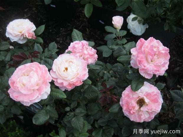 英國(guó)小姐月季/思念月季(圖2)