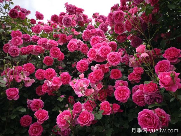 垂直綠化常見(jiàn)類型和植物應(yīng)用選擇(圖1)