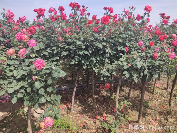 買什么月季花？月季樹花色花型多樣美麗極了(圖3)