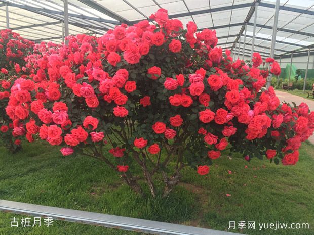 買什么月季花？月季樹花色花型多樣美麗極了(圖4)
