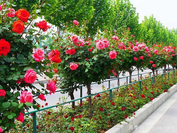 買什么月季花？月季樹花色花型多樣美麗極了(圖1)