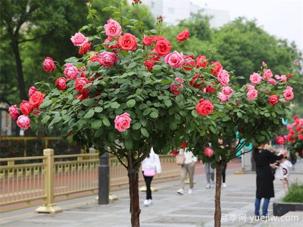 買什么月季花？月季樹花色花型多樣美麗極了(圖2)