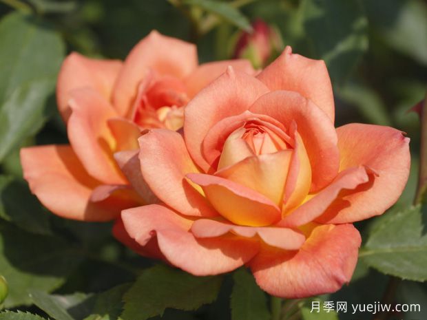 推薦15種超美的歐月月季任你選，開花多花量大(圖4)