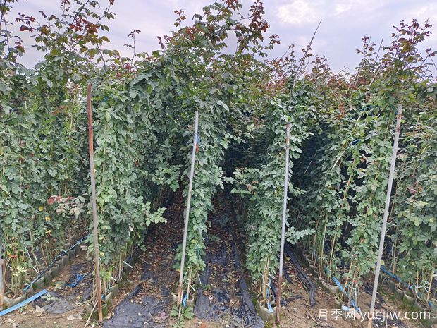 爬藤月季-大型月季種植基地-成活率高價格低(圖4)
