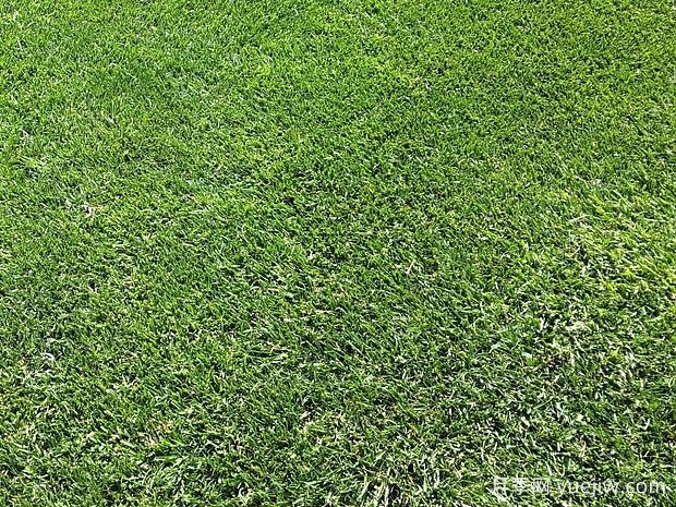 常見草坪種類分類、品種特性及應(yīng)用(圖2)