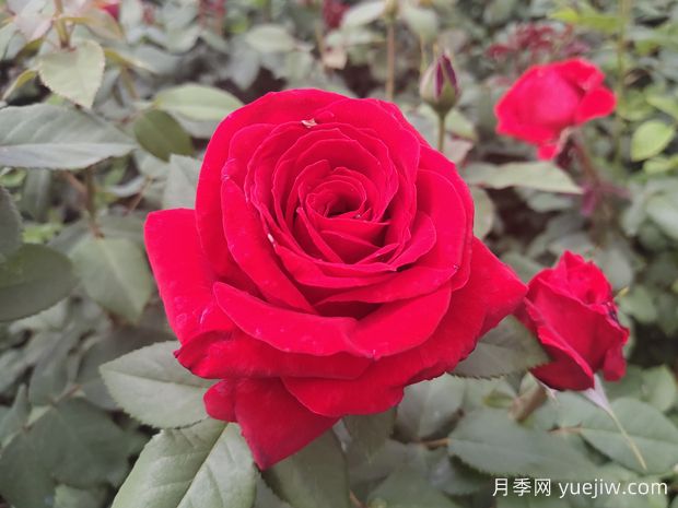原產(chǎn)中國的玫瑰花(月季花)，是如何成為美國國花的？(圖1)