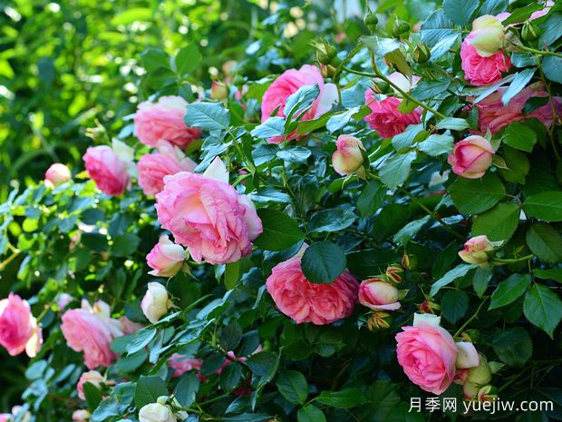 如何通過月季花來創(chuàng)造美麗的庭院景觀？(圖1)