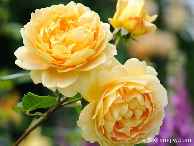10款?yuàn)W斯汀月季以濃香聞名，細(xì)嗅不同花香(圖2)