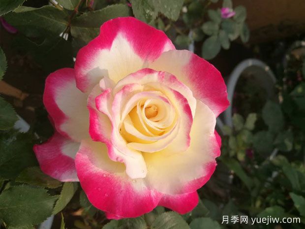 8個濃香開花勤的品種，讓你一次性養(yǎng)個夠(圖1)