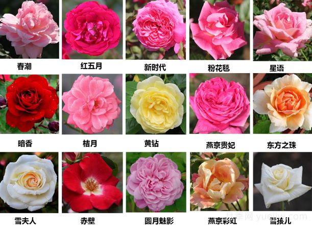  月季育種家：北京園科院育種團(tuán)隊(duì)(圖1)