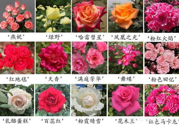 月季育種家：中國農(nóng)業(yè)科學院蔬菜花卉研究所(圖1)