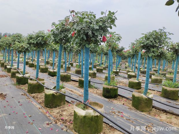月季過冬這三點(diǎn)重要，如何不影響來(lái)年開花(圖1)