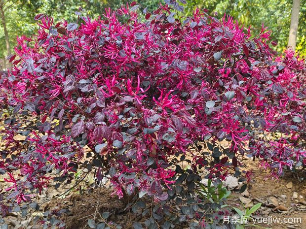 紅花繼木怎么種植？(圖1)
