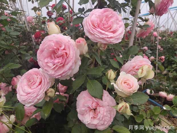 春夏秋冬養(yǎng)月季，方法不相同，掌握后開(kāi)花量翻倍(圖1)