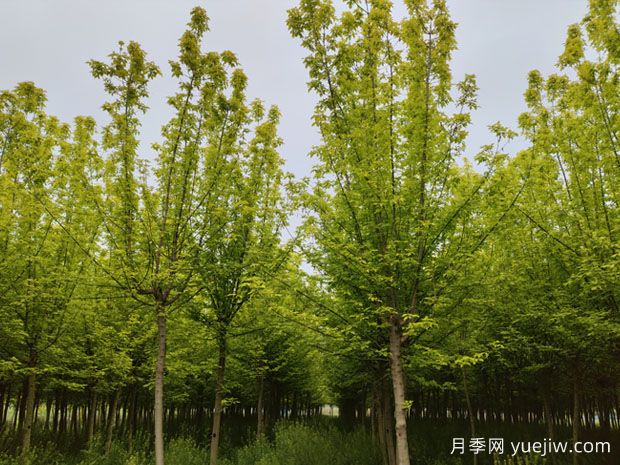 金葉復葉槭的特點、園林用途、管理養(yǎng)護(圖1)