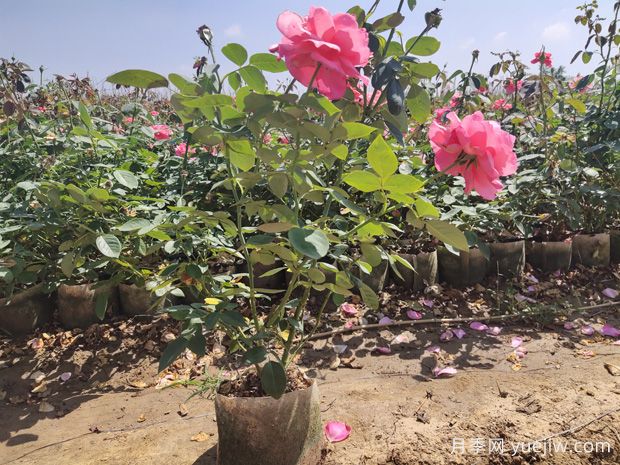 怎樣才能使盆栽月季花開不斷呢？(圖1)