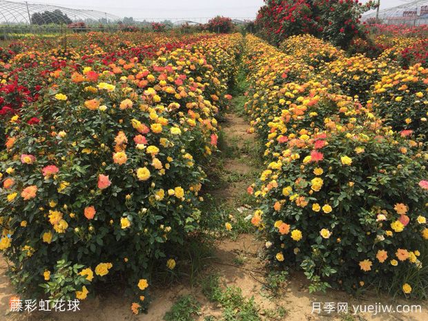 月季花球造型驚艷，風(fēng)靡園林綠化(圖3)