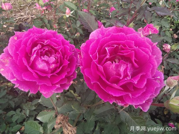 月季花養(yǎng)護知識點，關于經(jīng)常掉葉子和出現(xiàn)萌芽(圖1)