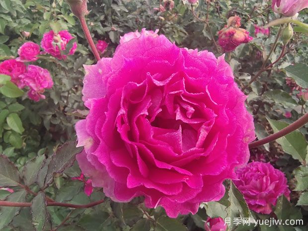 月季花是我國(guó)傳統(tǒng)名花，展現(xiàn)愛(ài)情與吉祥象征意義(圖1)