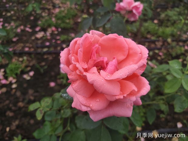 月季花養(yǎng)殖需要注意什么溫度與濕度？(圖1)
