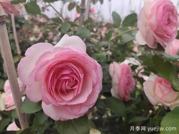 開爆花的3個(gè)大花藤本月季，輕松打造整面花墻(圖1)