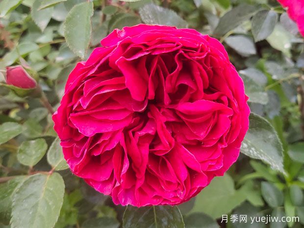 開爆花的3個(gè)大花藤本月季，輕松打造整面花墻(圖3)