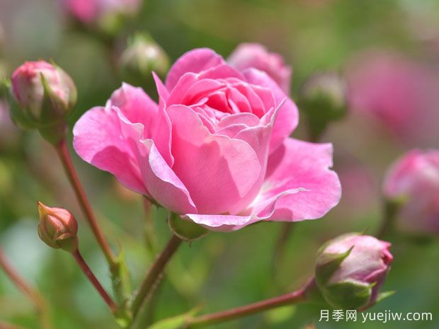 月季花茶有哪些功效呢？不僅美容養(yǎng)顏還養(yǎng)生(圖1)
