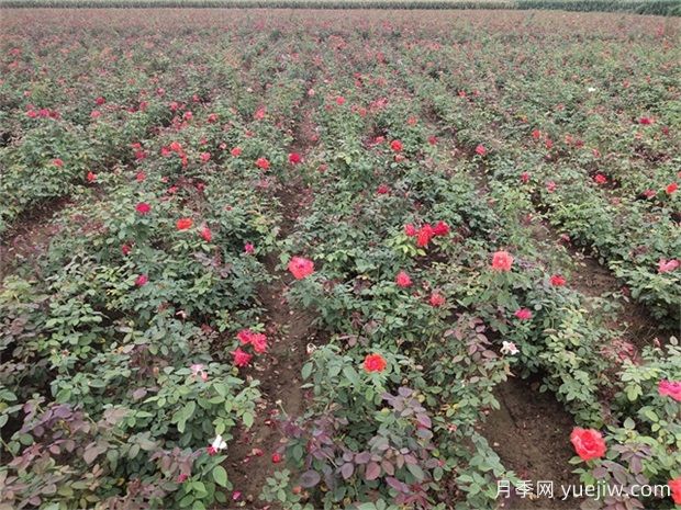盆栽花草凍壞了還能挽救嗎？(圖1)